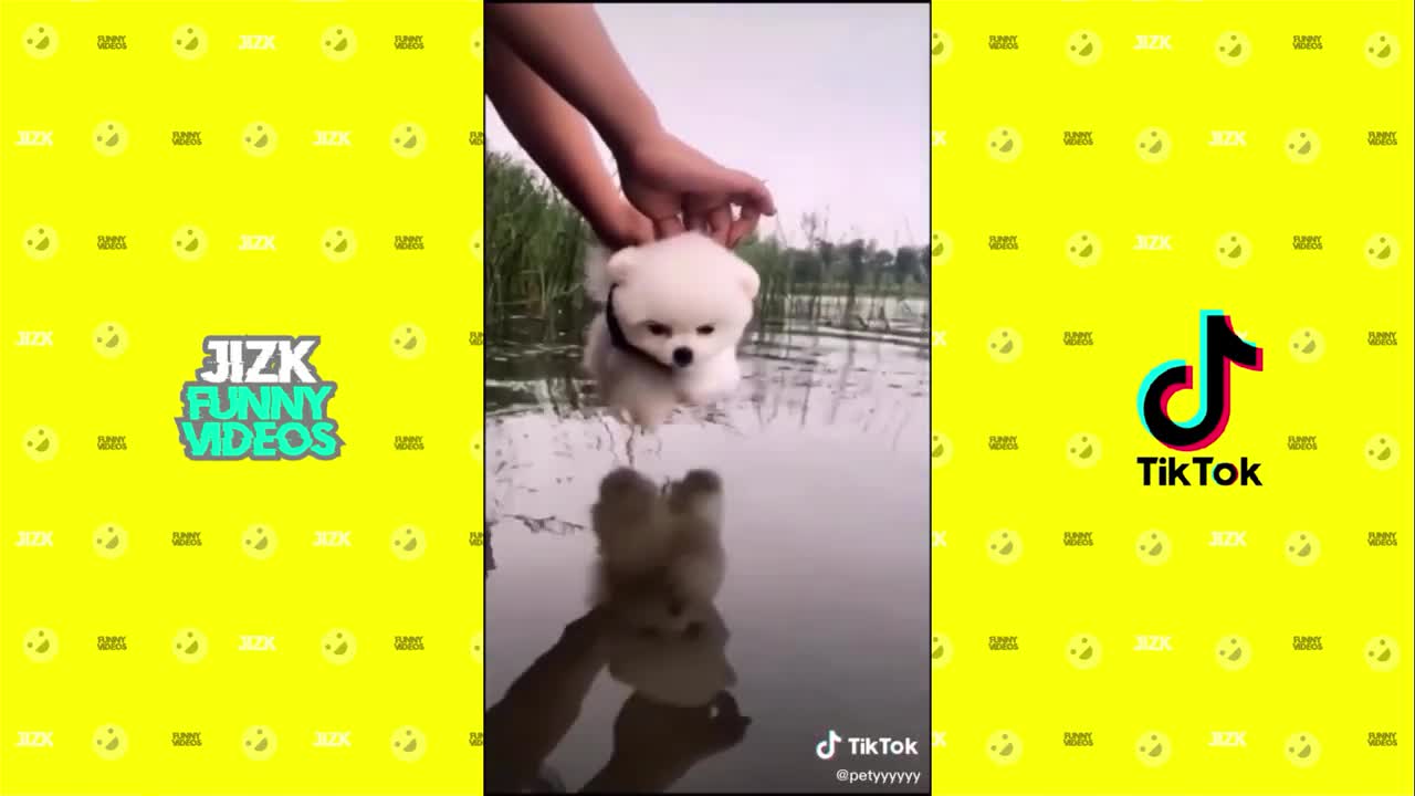 Cute dogs having fun ❤❤ funny 😂