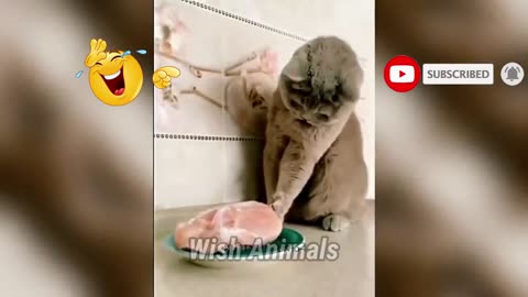 Funny cats moments