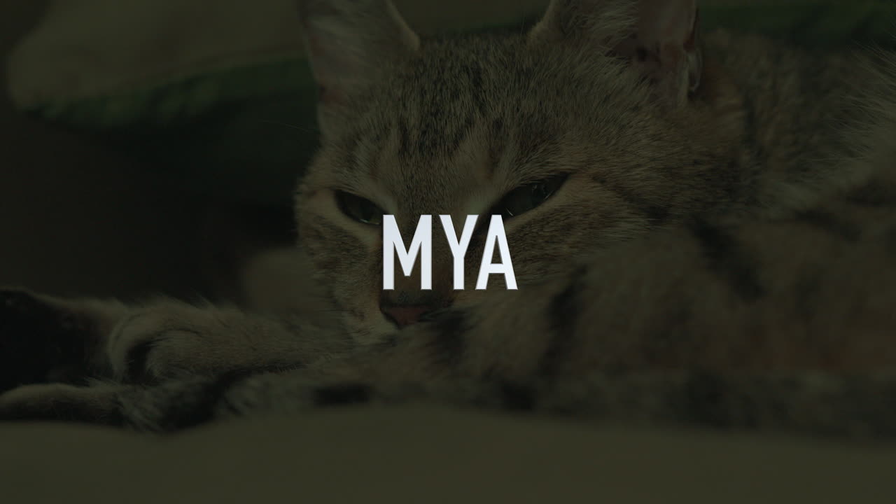 Presenting... MYA the Cat