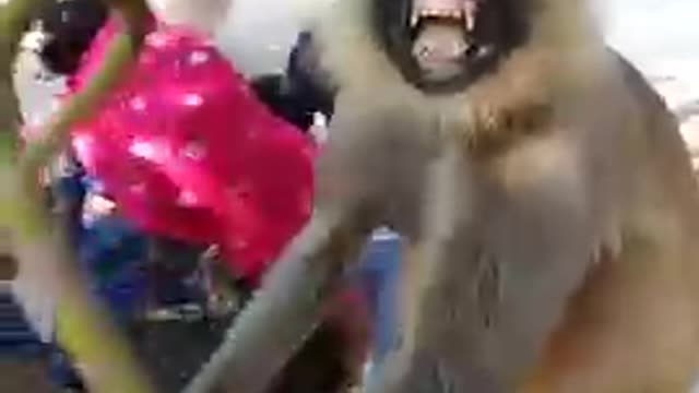 Dangerous monkey zoological prenk video