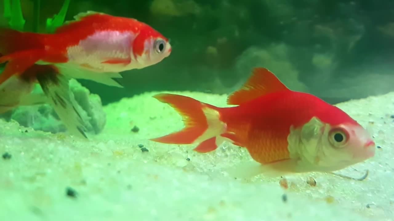 Aquarium-fishtank-goldfish