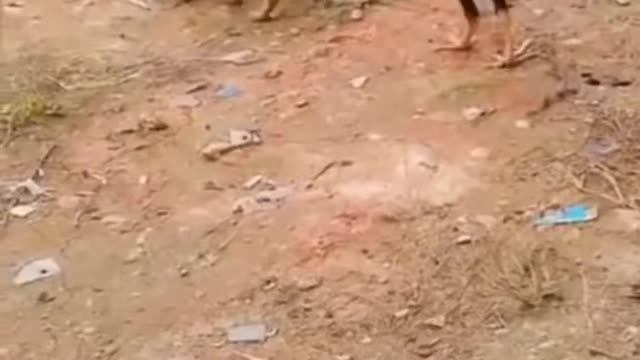 Funny animals short video doing fun