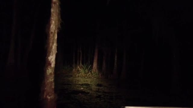 Night Ride Through a Louisiana Swamp