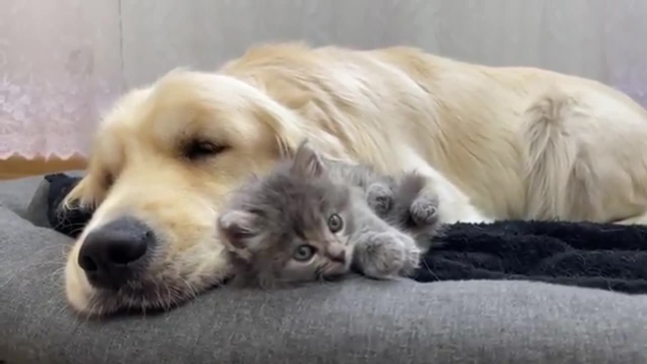 Dog & Kitten's Epic Playtime: Unbelievable Fun!