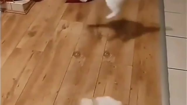 Cat and puppy Messing around