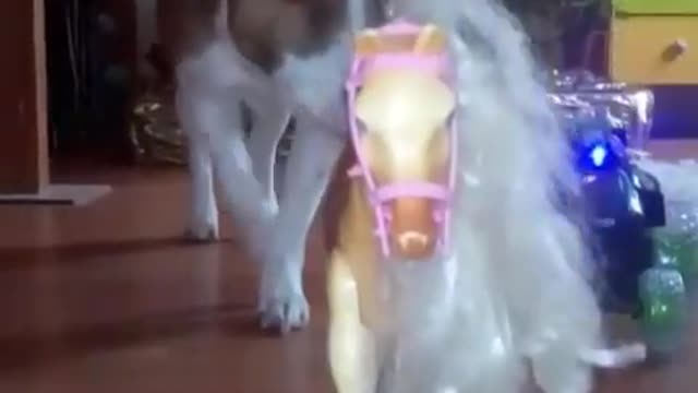 funny video try not to laugh Jack Russel mix the funniest dogs