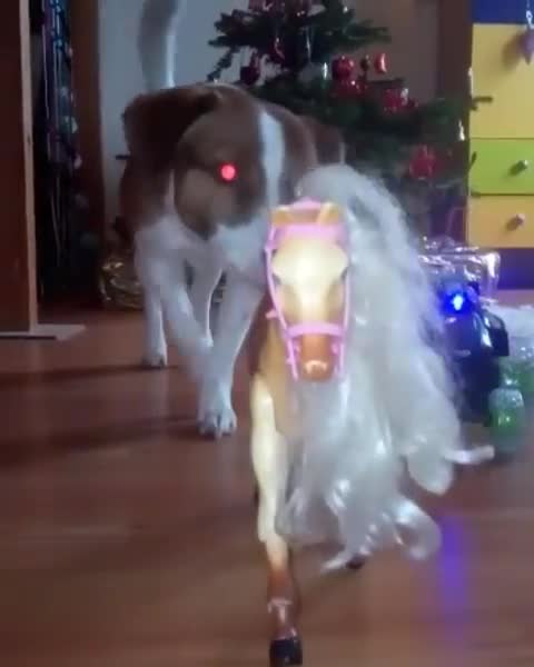 funny video try not to laugh Jack Russel mix the funniest dogs