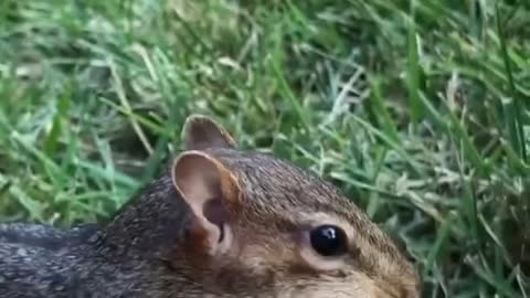 Squirrel and acorns 😍