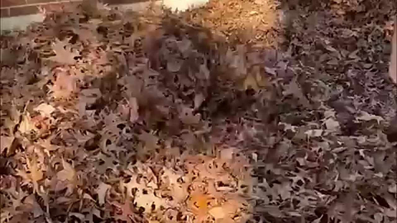 Baby Disappears into Leaf Pile