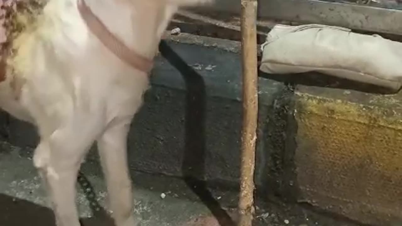 Dog with burned skin