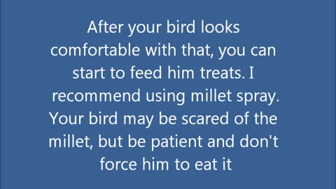 How to tame your Pet Bird