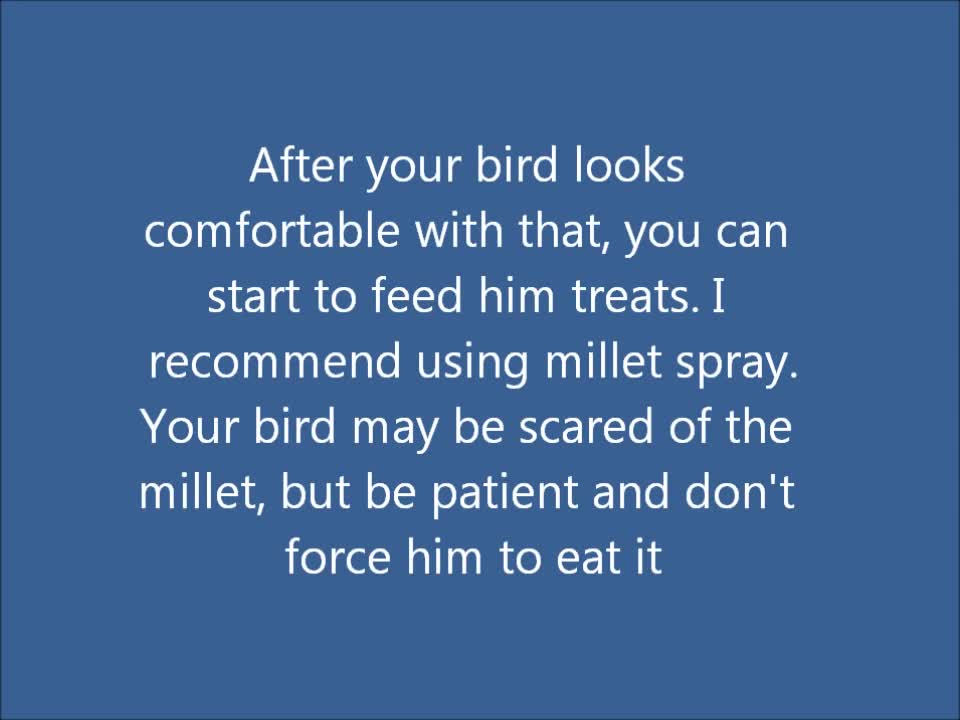 How to tame your Pet Bird