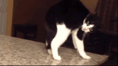 Gif video of cat falling off the table