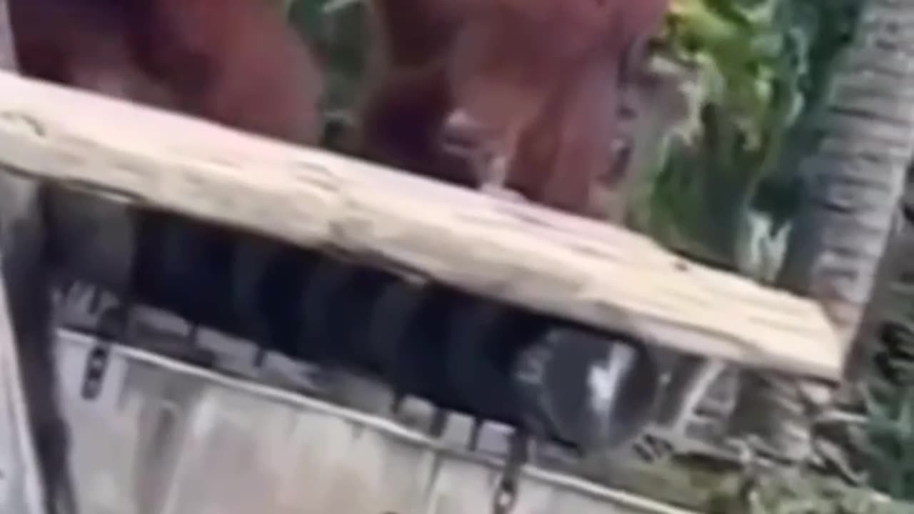 Funny animal video