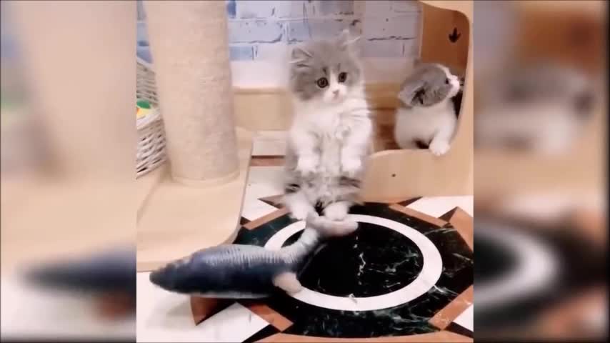 Two scared cats with a fish