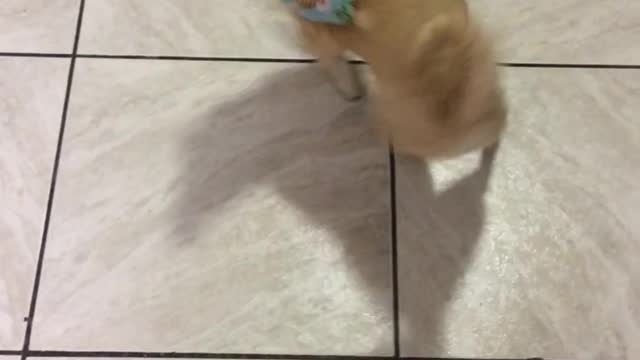 My Doggo Twirls