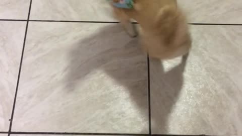 My Doggo Twirls