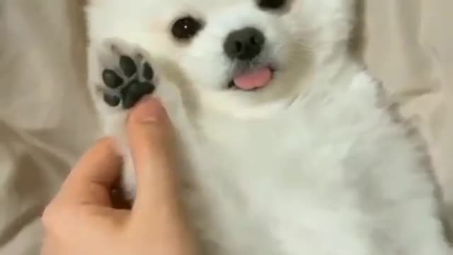 try this sound with your dog 🙌 I will repost the bests