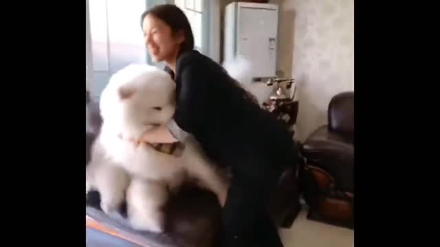 Amazing dogi