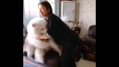 Amazing dogi