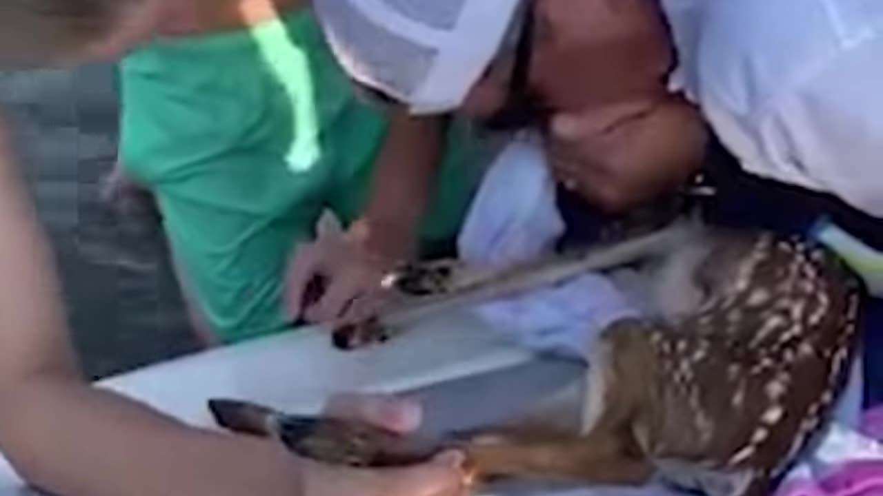 Selfless Fawn Rescue Act