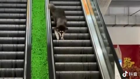 The cat and the dog go down the stairs