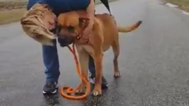 #4 male mastiff mix being petted