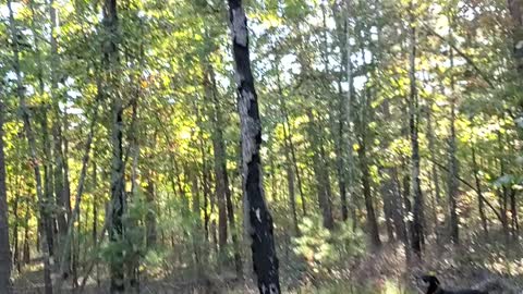 Dog chases Deer (Mouse) up a tree