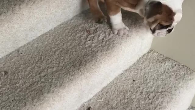 English Bulldog Puppy MASTERS The Stairs