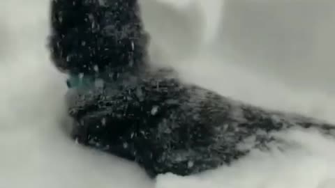 dog trapped in very cold snow help