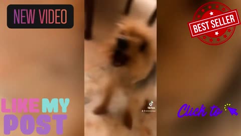 funny videos of cats and dogs