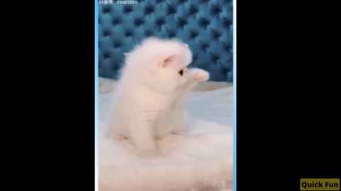 Dogs and Cats, Baby Pets Funny Videos