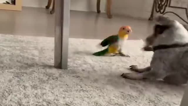 _Funny_Parrots_and_Cute_Birds...