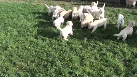 Funny dog play in ground