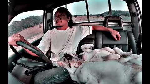Friends 🐶👍🚘