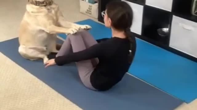 Have you ever tried dog| dog yoga|