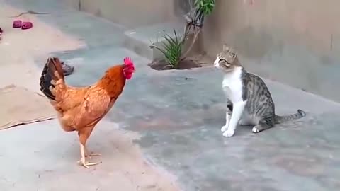 CAT VS CHICKEN