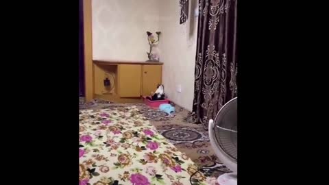 Funny Cat Videos