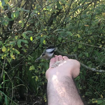Cute Chickadee Getting Seeds