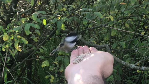 Cute Chickadee Getting Seeds