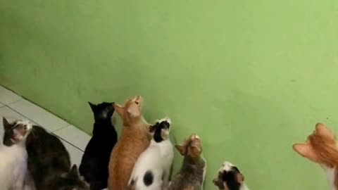 cat catches cute snake toys