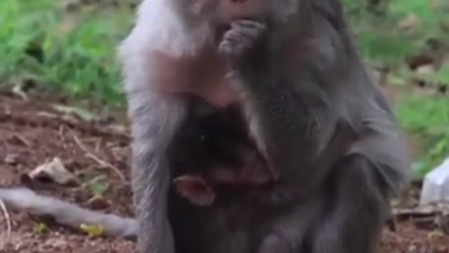 Mom Abuses Baby,Monkey Mom Beats Baby