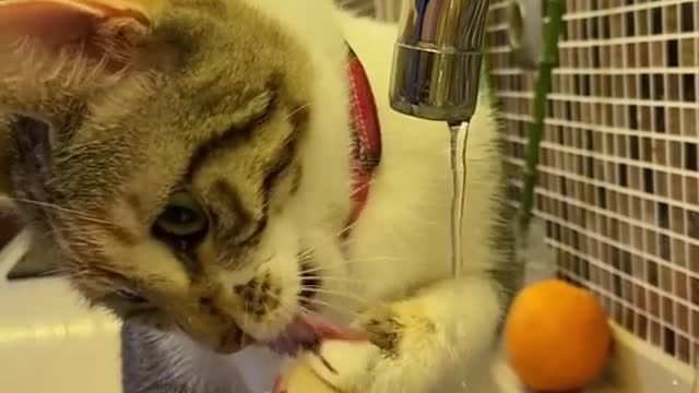 🙀 Cat Singing And Drinking Water 🎼🎤😻