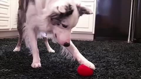 10 Best Trained & Disciplined Dogs in the World!