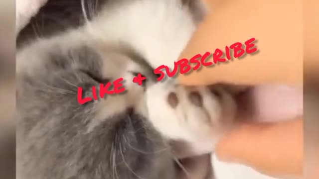 Funny cats