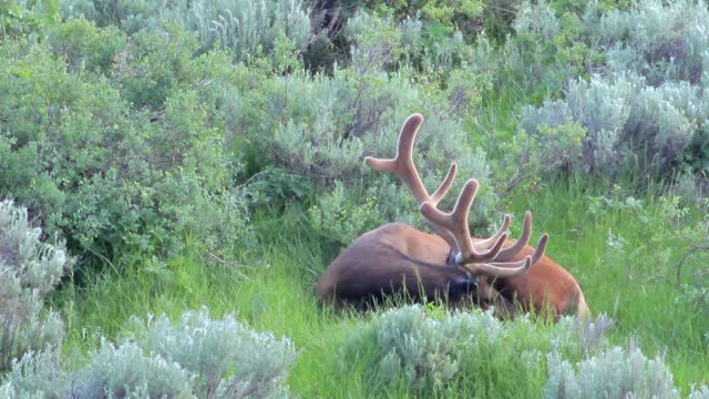 4TH of July Bull