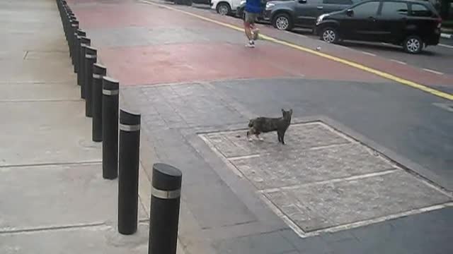 Cat chasing a pigeon 2021.