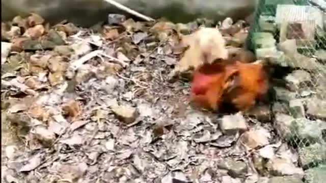 Chicken vs dog most fuuny fight