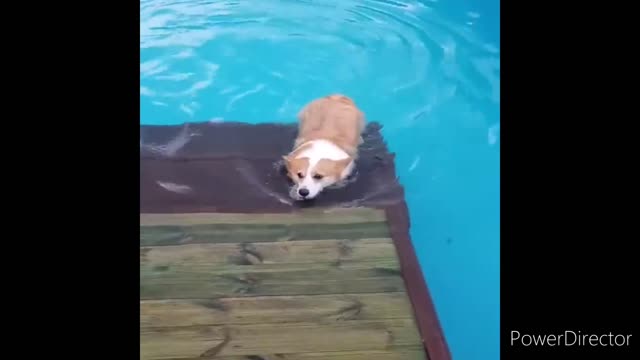 Cute & Funny Animals Videos 🐕🦺 Pets, Dogs & 🐱 Cats Compilation 2022