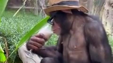 Monkey video